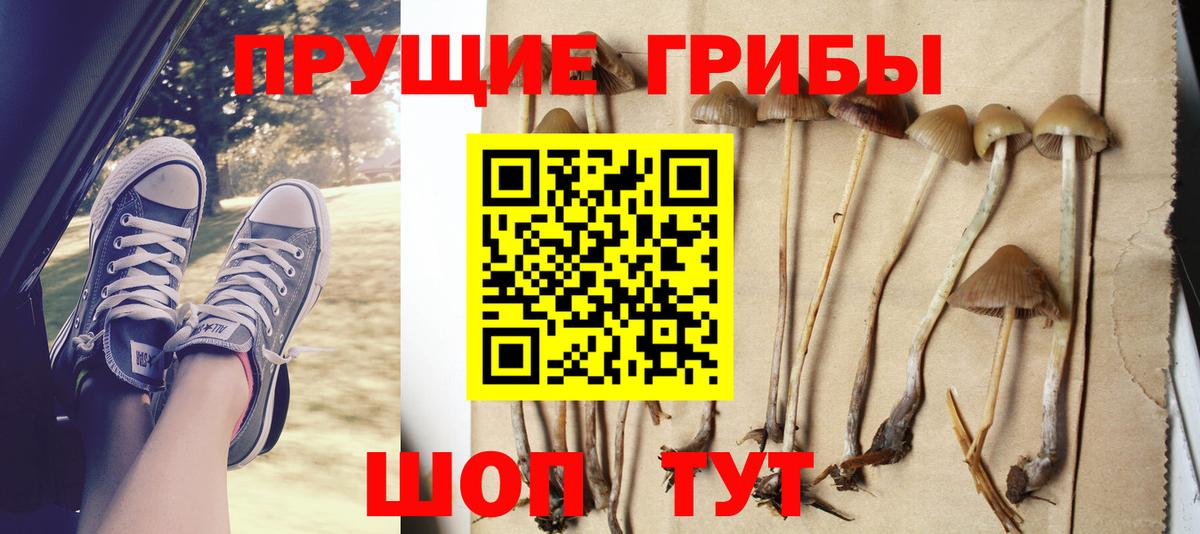 Псилоцибиновые грибы мицелий Горячий Ключ